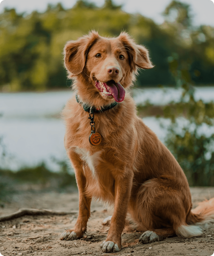 Pet parent login